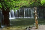 Relax and refresh in Karuizawa Forest! Shinanoji down trekking around two people