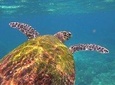 Snorkeling with Sea Turtles in Mirissa