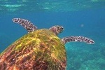 Snorkeling with Sea Turtles in Mirissa