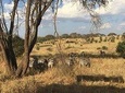 9 Days - Best of Tanzania Safari