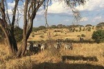 9 Days - Best of Tanzania Safari