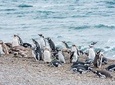 Cruise Shore Excursion Ea San Lorenzo Peninsula Valdes - Patagonia - Argentina