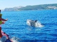 Become a dolphin protector! Lisbon Eco-dolphin watching