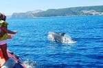 Become a dolphin protector! Lisbon Eco-dolphin watching