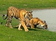 Delhi to Jaipur transfer via Bharatpur and Ranthambore park visit