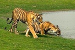Delhi to Jaipur transfer via Bharatpur and Ranthambore park visit