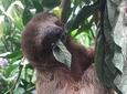 Sloths, Monkeys and Waterfall Experience