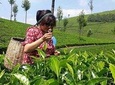 Tea Trail Walking Tour in Munnar