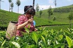 Tea Trail Walking Tour in Munnar