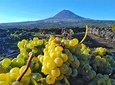 Wine Tour