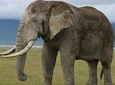 3 Days Fly from Zanzibar to Tarangire-Ngorongoro Crater & Lake Manyara