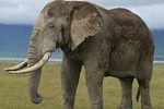3 Days Fly from Zanzibar to Tarangire-Ngorongoro Crater & Lake Manyara