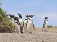 Cruise Shore Excursion Punta Tombo Tour - Puerto Madryn - Patagonia - Argentina