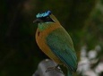 Early Bird Watching Tour