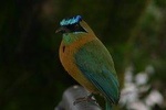 Early Bird Watching Tour