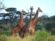 3 Days Tanzania Safari ( Tarangire, Ngorongoro & Manyara) with Africa Natural