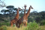 3 Days Tanzania Safari ( Tarangire, Ngorongoro & Manyara) with Africa Natural