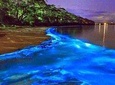 Luminous Lagoon (Glistening Waters) Private Night Tour