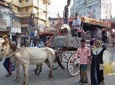 Dhaka Popular Walking and Communal Tour