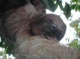 Slothies and Birds