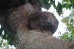 Slothies and Birds