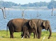 Minneriya National Park Safari from Habarana