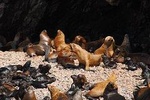Ballestas Islands Private Group Tour