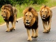 4 Day Bubezi Classic Safari & Panoramic Tour