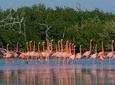 Go Flamingo (Rio Lagartos - Las Coloradas - Ek Balam) from Valladolid