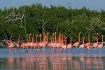 Go Flamingo (Rio Lagartos - Las Coloradas - Ek Balam) from Valladolid