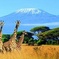 Kilimanjaro Special-( Tsavo West, Amboseli & Tsavo East Luxury Safari)