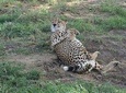 Limited time to Mikumi National Park - Day trip