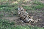 Limited time to Mikumi National Park - Day trip