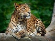 Yala National Park Safari from Weligama