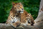 Yala National Park Safari from Weligama