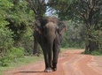 Evening Safari - Yala National Park with Janaka safari - 02.00 pm to 06.30 pm