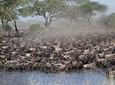 Tanzania Wildebeest Migration Safari - 7 Days 
