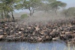 Tanzania Wildebeest Migration Safari - 7 Days 