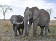 4 Days Tanzania safari