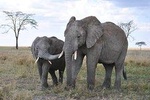 4 Days Tanzania safari