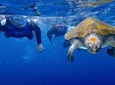 Kayaking with Dolphins and Snorkeling With Turtles in Tenerife