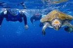 Kayaking with Dolphins and Snorkeling With Turtles in Tenerife