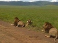 5 Days Budget Camping Safari To See Great Migration