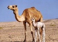 Wahiba Sands and Desert Safari from Muscat
