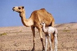 Wahiba Sands and Desert Safari from Muscat