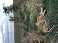 4 days Tanzania Safari (Tarangire, Ngorongoro & Serengeti) With Africa Natural
