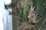 4 days Tanzania Safari (Tarangire, Ngorongoro & Serengeti) With Africa Natural