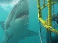 SHARK CAGE DIVING and VIEWING (Self Drive)