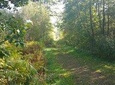 Forest relaxation & nature experience