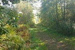 Forest relaxation & nature experience